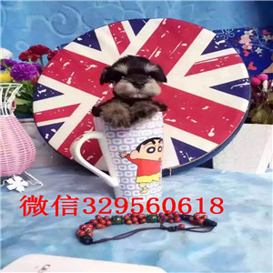 青岛市出售纯种迷你雪纳瑞 签协议包成活 