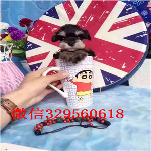 青岛市出售纯种迷你雪纳瑞 签协议包成活 