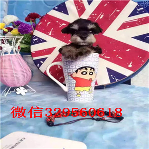 青岛市出售纯种迷你雪纳瑞 签协议包成活 