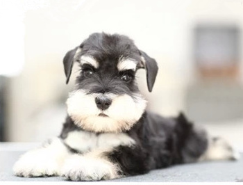 佛山纯种雪纳瑞幼崽多少钱一只 佛山那有正规