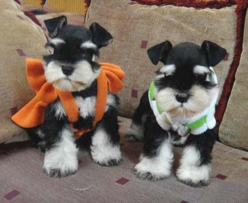 深圳附近狗场 福田哪里买雪纳瑞好 雪纳瑞多少