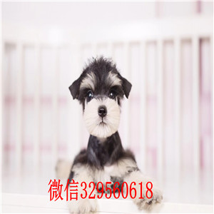 佳木斯纯种的雪纳瑞多少钱雪纳瑞价格纯血统黑