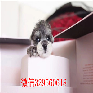 潼南哪里有卖纯种雪纳瑞椒盐色雪纳瑞纯血统黑银色椒盐色雪纳瑞幼犬养殖场出售雪纳瑞