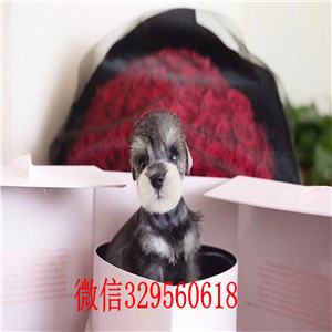 阳江哪里有卖纯种雪纳瑞黑银色雪纳瑞纯血统黑银色椒盐色雪纳瑞幼犬纯种迷你雪纳瑞幼犬