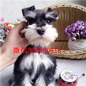 深圳哪里有卖雪纳瑞_黑白椒盐老头犬_雪纳瑞多