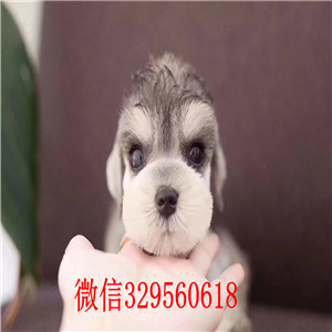 乐山哪里有卖纯种雪纳瑞雪纳瑞图片标准体雪纳