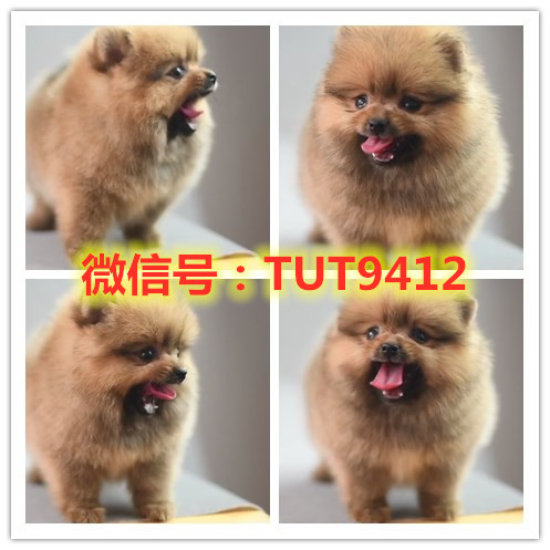 陕西出售自家养雪瑞纳犬