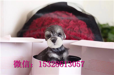 西安哪里有卖雪纳瑞 纯种雪纳瑞多少钱 赛级银灰色雪纳瑞幼犬图片