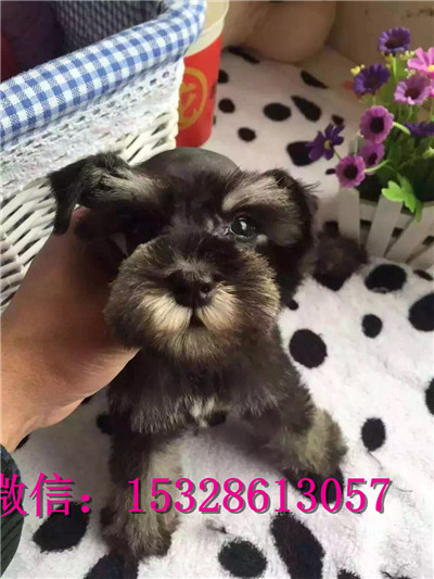 沈阳哪里有卖雪纳瑞 纯种雪纳瑞多少钱 灰头雪