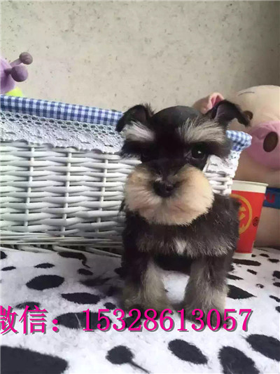 南昌哪里有卖雪纳瑞 纯种雪纳瑞多少钱 赛级银灰色雪纳瑞幼犬图片