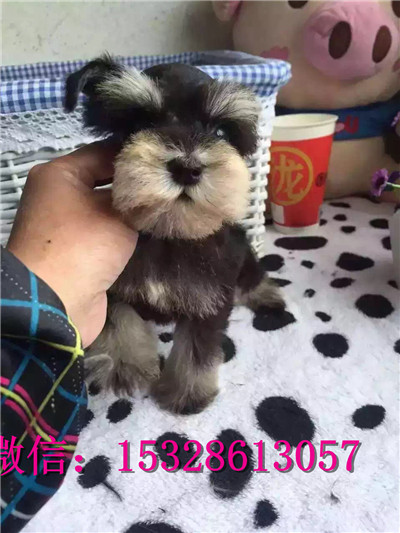 武汉哪里有卖雪纳瑞 纯种雪纳瑞多少钱 赛级银