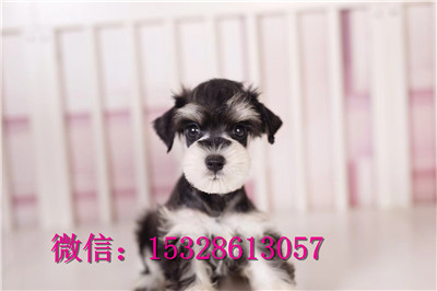 西安哪里有卖雪纳瑞 纯种雪纳瑞多少钱 赛级银