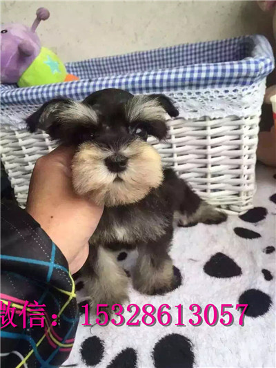 南昌哪里有卖雪纳瑞 纯种雪纳瑞多少钱 赛级银灰色雪纳瑞幼犬图片