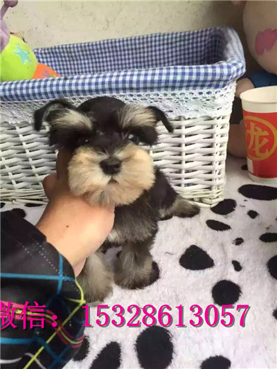 南昌哪里有卖雪纳瑞 纯种雪纳瑞多少钱 赛级银灰色雪纳瑞幼犬图片