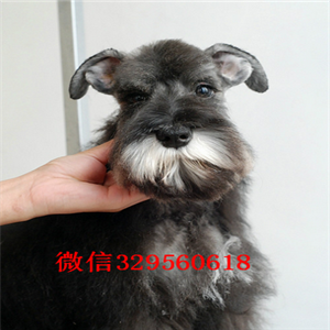  汕头出售迷你精品雪纳瑞幼犬，玩具雪纳瑞宝宝