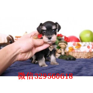  重庆铜梁哪里卖雪纳瑞犬多少钱雪纳瑞犬价格雪纳瑞犬图片 