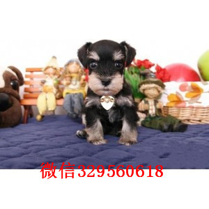  重庆铜梁哪里卖雪纳瑞犬多少钱雪纳瑞犬价格雪纳瑞犬图片 