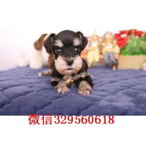  重庆铜梁哪里卖雪纳瑞犬多少钱雪纳瑞犬价格雪纳瑞犬图片 