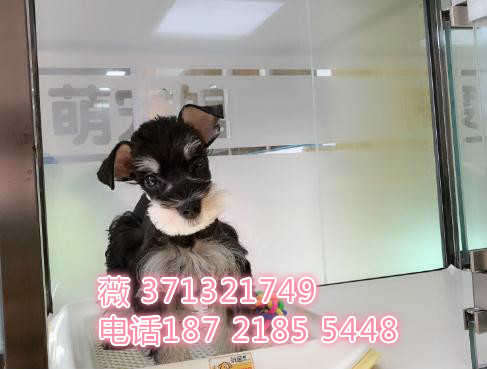 青岛犬舍出售 雪纳瑞犬 小型犬 基地直销特价宠物