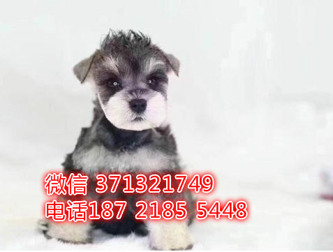 武汉雪纳瑞犬出售纯种幼犬 小型犬雪纳瑞狗狗 迷你型宠物狗狗
