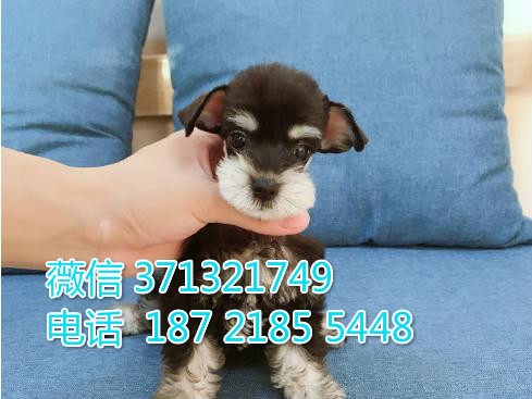 迷你雪纳瑞犬出售纯种，合肥犬舍直销雪纳瑞狗狗  公母都有