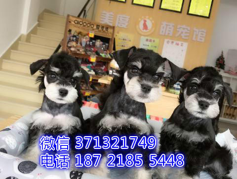 迷你小雪纳瑞犬出售，沈阳犬舍，沈阳狗场哪里有卖