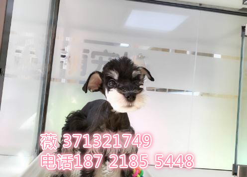 雪纳瑞犬出售纯种一窝 迷你型 西安犬舍出售雪纳瑞犬