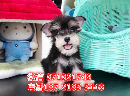 雪纳瑞犬出售一窝 健康聪明的济南雪纳瑞狗狗