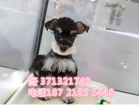 青岛犬舍出售 雪纳瑞犬 小型犬 基地直销特价