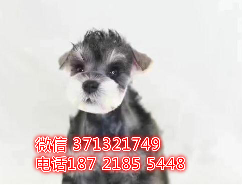 雪纳瑞犬出售纯种幼犬，长不大 小型犬雪纳瑞狗狗 深圳犬舍