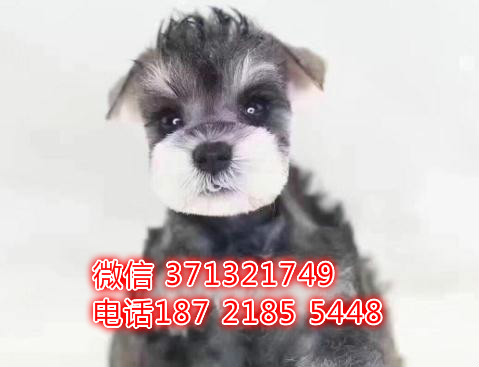 雪纳瑞犬出售 南京雪纳瑞狗狗 迷你型 福州犬