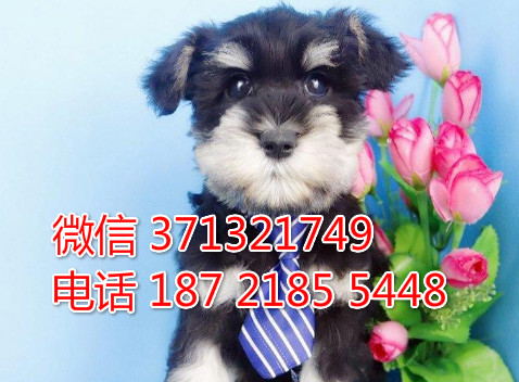 雪纳瑞犬出售一窝 健康聪明的 上海犬舍繁殖雪