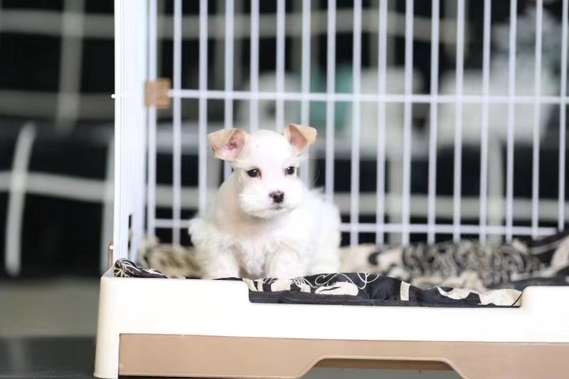 合肥哪里卖椒盐色雪纳瑞 合肥哪里卖纯种雪纳