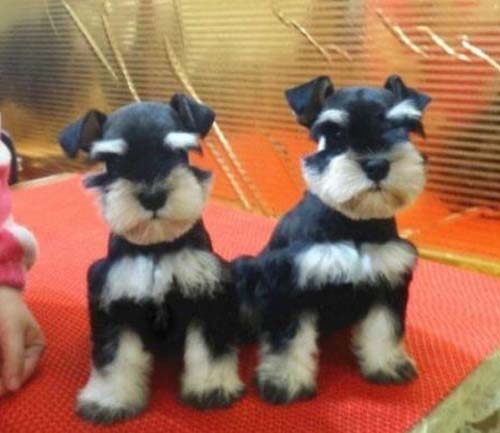 佛山市有没有宠物市场 禅城哪里买雪纳瑞好 雪纳瑞多少钱