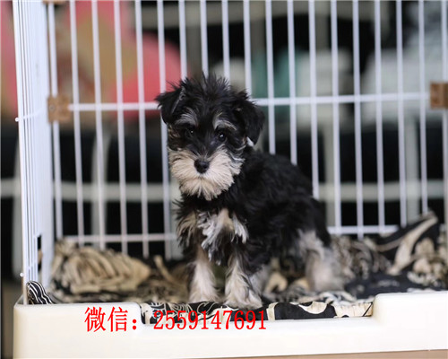 南昌椒盐色雪纳瑞怎么卖的 南昌哪里卖黑色雪纳瑞 南昌小体雪纳瑞价格