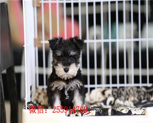 佛山哪里卖白色雪纳瑞 佛山哪里卖的雪纳瑞健康 佛山黑银雪纳瑞价格