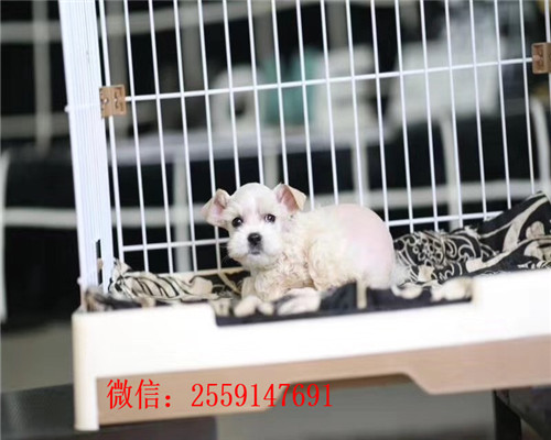 佛山哪里卖白色雪纳瑞 佛山哪里卖的雪纳瑞健康 佛山黑银雪纳瑞价格