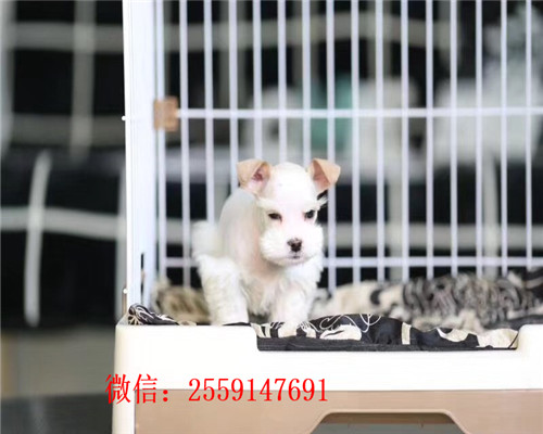 南昌椒盐色雪纳瑞怎么卖的 南昌哪里卖黑色雪纳瑞 南昌小体雪纳瑞价格