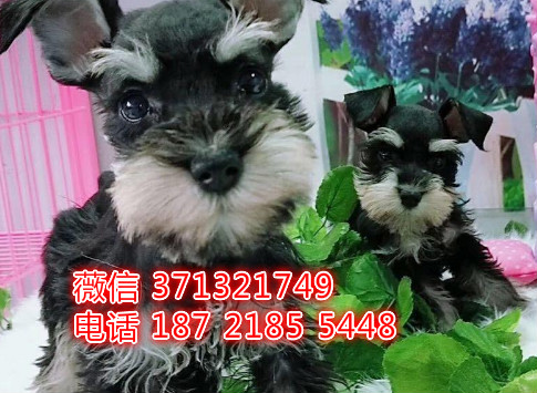 成都犬舍出售雪纳瑞犬狗狗，成都犬舍在哪里 