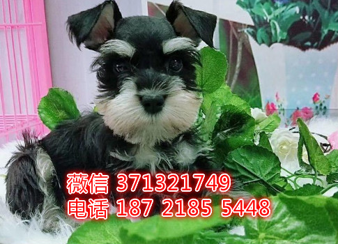 雪纳瑞犬出售纯种幼犬  小型犬佛山犬舍宠物狗狗