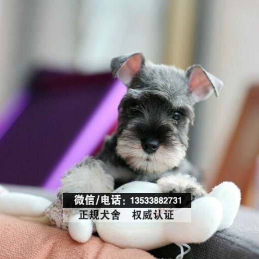 佛山哪里有卖纯种雪纳瑞佛山纯种雪纳瑞多少