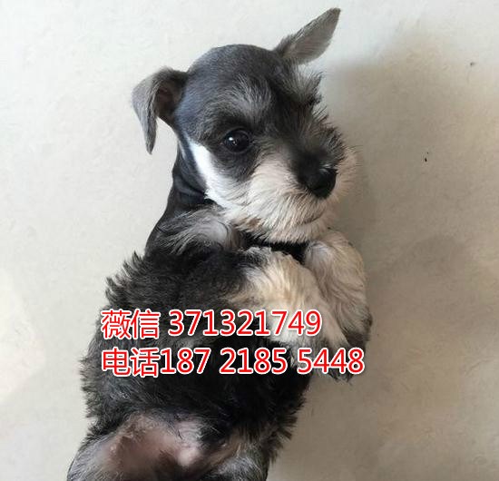 深圳狗场 雪纳瑞 犬出售纯种 深圳特价宠物狗