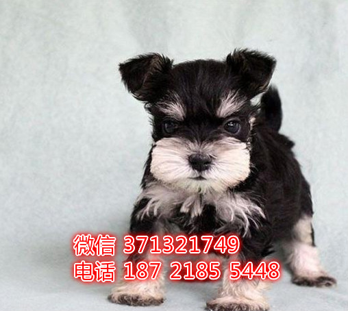 重庆犬舍出售雪纳瑞狗狗纯种 重庆大型繁殖基