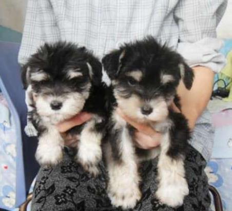 沈阳宠物狗犬舍出售纯种雪纳瑞犬 椒盐色迷你