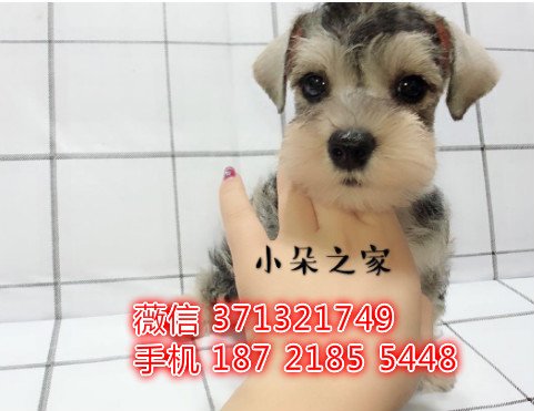 雪纳瑞犬出售纯种，小型犬雪纳瑞狗狗，深圳犬舍出售