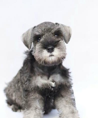 ?？诔栉锕饭啡岢鍪鄞恐盅┠扇鹑?哪里有买