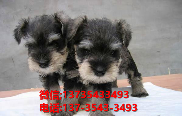 佛山犬舍出售纯种雪纳瑞犬 宠物狗市场在哪 网