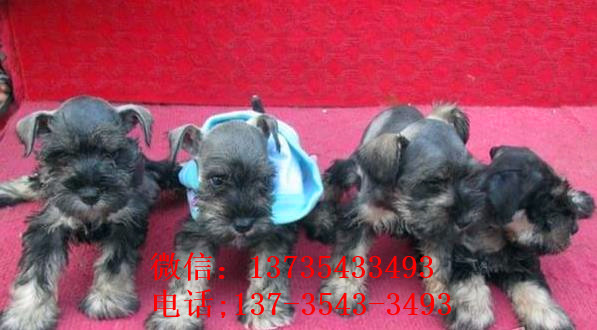 西安宠物狗狗犬舍出售纯种雪纳瑞犬 哪里有买狗卖狗市场