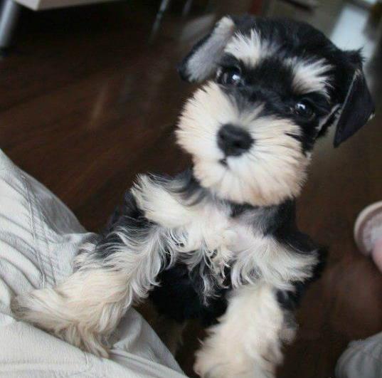 上海犬舍 出售纯种雪纳瑞犬 宠物狗网站信息卖