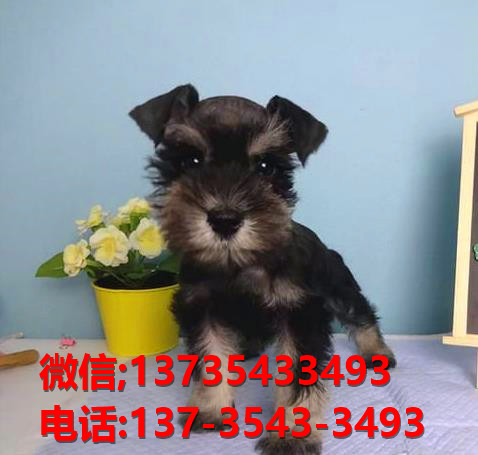 郴州犬舍出售纯种雪纳瑞犬 宠物狗市场在哪 网上哪有狗领养